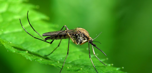 Uçan Haşere Kontrolü Sivrisinek İlaçlama