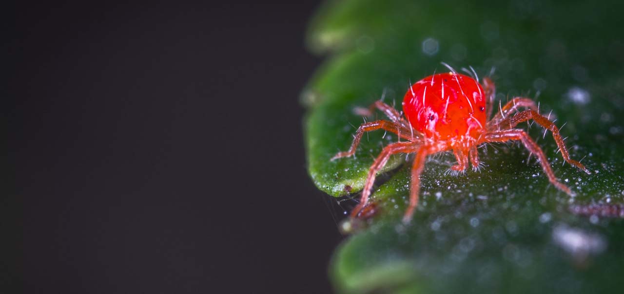 Evde Kırmızı Örümcek Neden Olur