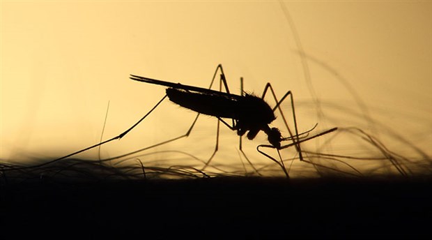 Sivrisinekler de Üreme
