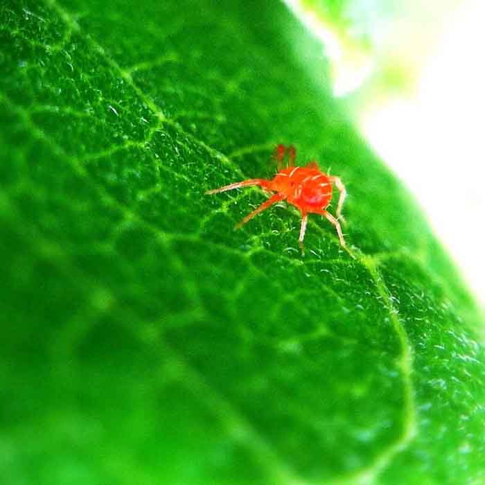 kırmızı örümcek akarlar ilaçlama