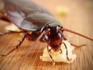 hamam böceği nasıl olur ve nerelerde yaşar