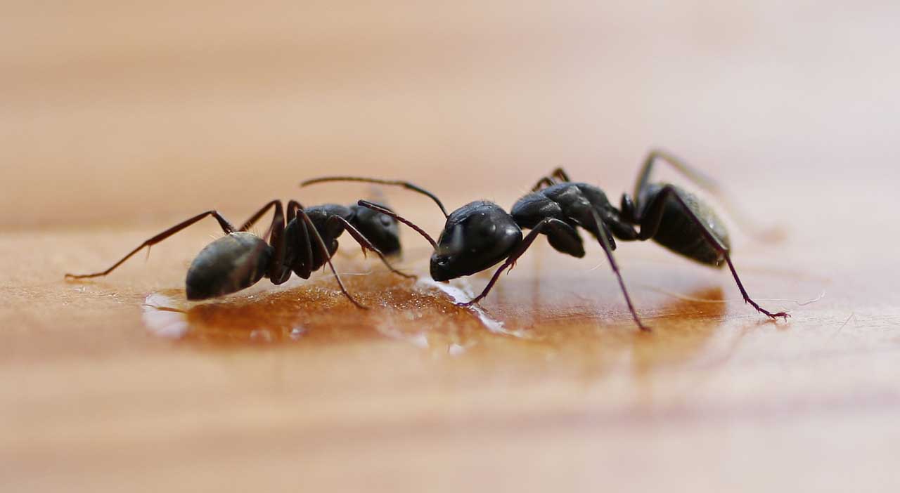 karınca ilaçlama uygulamaları