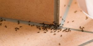 Etkili Karınca İlaçlama 