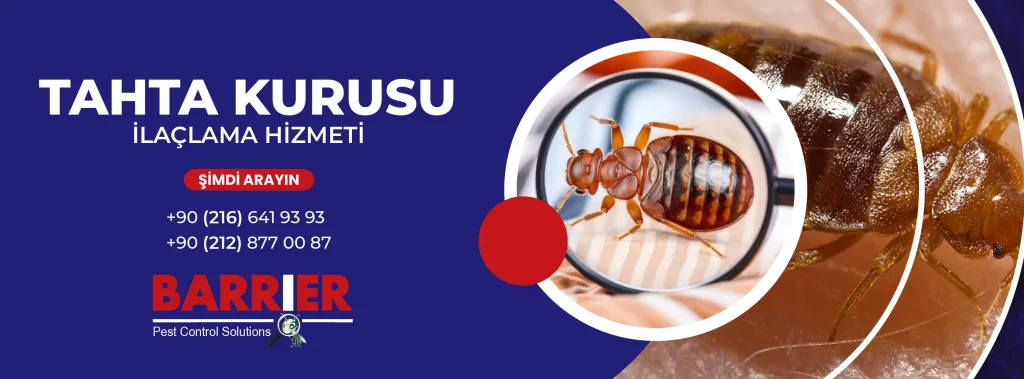 TAHTA KURUSU İLAÇLAMA