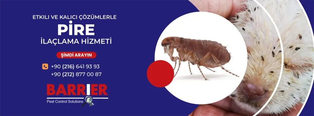 PİRE İLAÇLAMA HİZMETİ İÇİN BİZİ ARAYIN