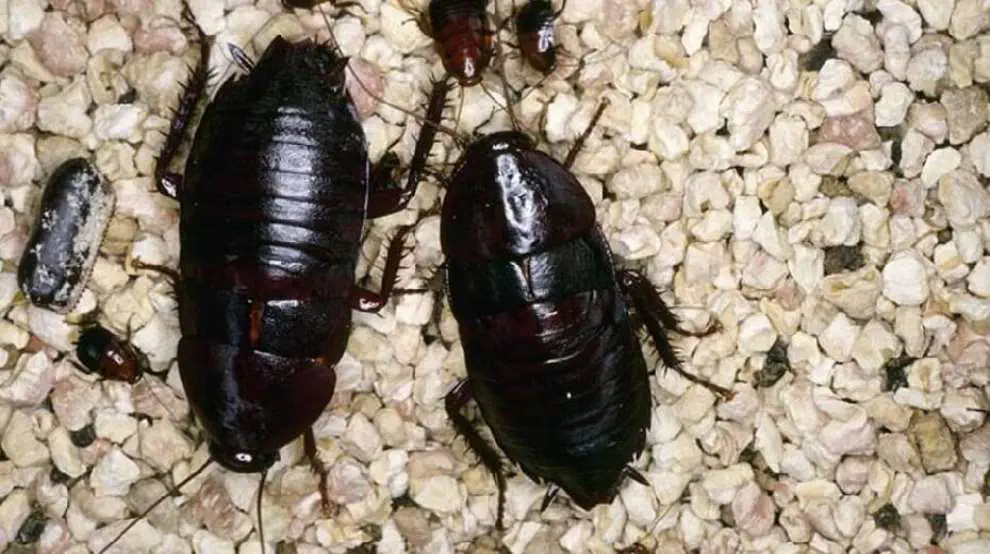 Şark Hamam Böceği İlaçlama